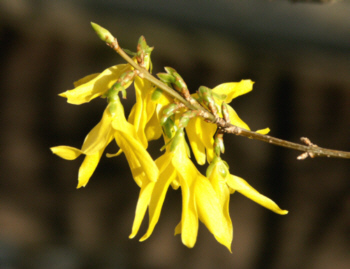 Forsythie