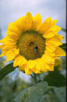 Sonnenblume mit Hummel