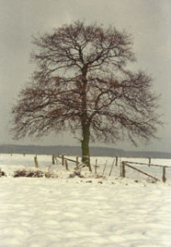Winterbaum